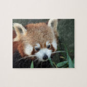 Red Panda, Taronga Zoo, Sydney, Australië Legpuzzel (Horizontaal)