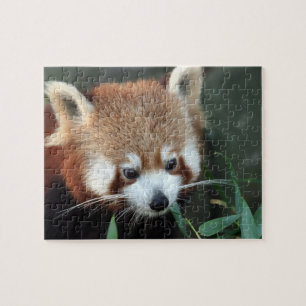 Red Panda, Taronga Zoo, Sydney, Australië Legpuzzel