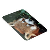 Red Panda, Taronga Zoo, Sydney, Australië Magneet (Rechterzijde)