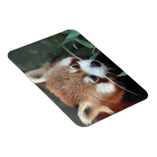 Red Panda, Taronga Zoo, Sydney, Australië Magneet (Rechterzijde)