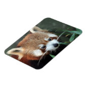 Red Panda, Taronga Zoo, Sydney, Australië Magneet (Linkerzijde)