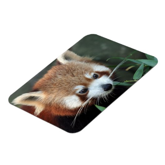 Red Panda, Taronga Zoo, Sydney, Australië Magneet (Linkerzijde)