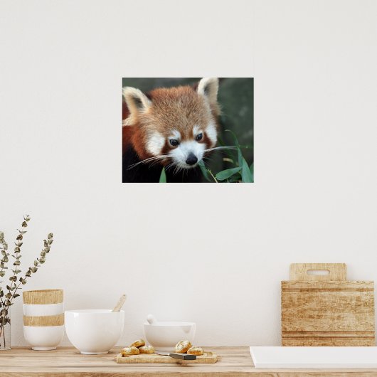 Red Panda, Taronga Zoo, Sydney, Australië Poster (Keuken)