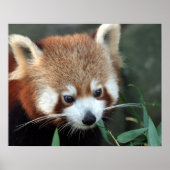 Red Panda, Taronga Zoo, Sydney, Australië Poster (Voorkant)