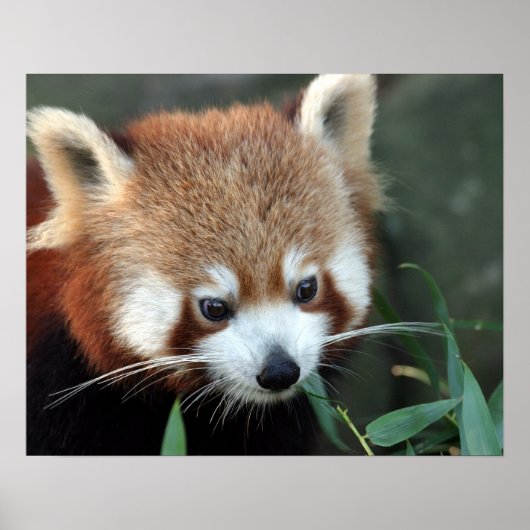Red Panda, Taronga Zoo, Sydney, Australië Poster (Voorkant)