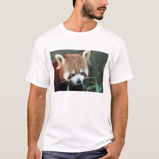 Red Panda, Taronga Zoo, Sydney, Australië T-shirt (Voorkant)