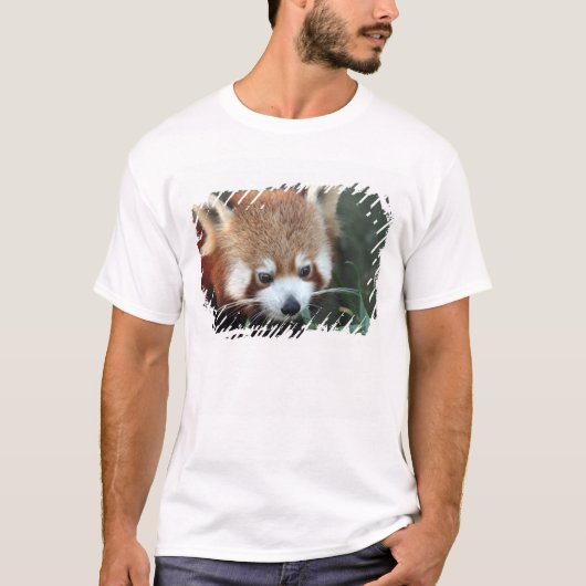 Red Panda, Taronga Zoo, Sydney, Australië T-shirt (Voorkant)