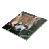 Red Panda, Taronga Zoo, Sydney, Australië Tegeltje (Zijkant)