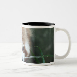 Red Panda, Taronga Zoo, Sydney, Australië Tweekleurige Koffiemok