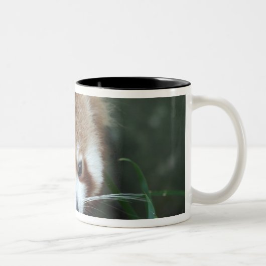 Red Panda, Taronga Zoo, Sydney, Australië Tweekleurige Koffiemok (Rechts)