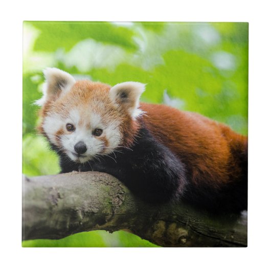 Red Panda Tegeltje (Voorkant)