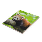 Red Panda Tegeltje (Zijkant)