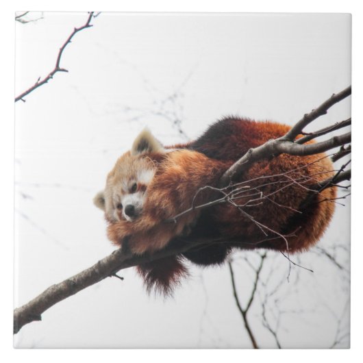 Red Panda Tile/Trivet Tegeltje (Voorkant)