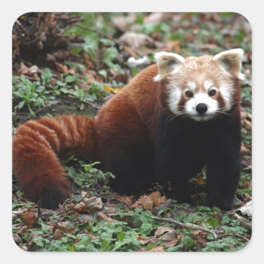Red Panda Vierkante Sticker (Voorkant)