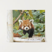 Red Panda Wandkleed (Voorkant (horizontaal))