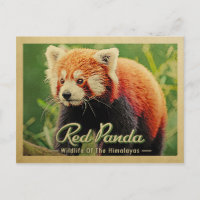 Red Panda - Wilde dieren uit de Himalaya