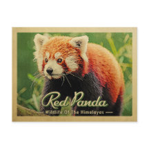 Red Panda - Wilde dieren uit de Himalaya