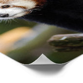 Red Panda Wildlife Poster (Hoek)