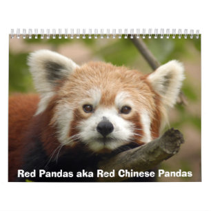 Red Pandas Calendar Kalender