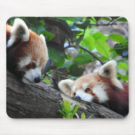 Red Pandas Muismat (Voorkant)