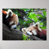 Red Pandas Poster (Voorkant)