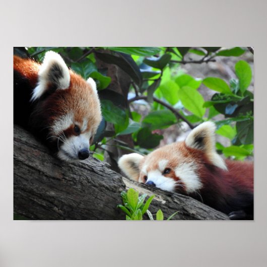 Red Pandas Poster (Voorkant)