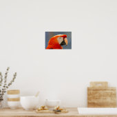 Red Parrot Bird Wildlife Poster (Keuken)