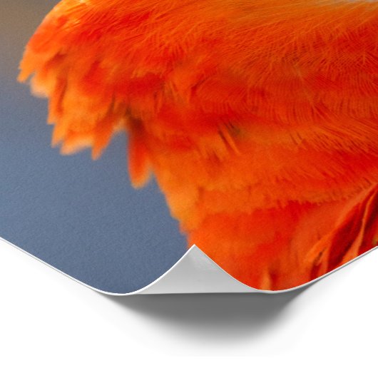 Red Parrot Bird Wildlife Poster (Hoek)