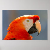 Red Parrot Bird Wildlife Poster (Voorkant)