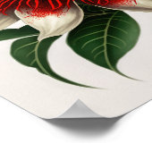 Red Passion Flower Art Print Poster (Hoek)