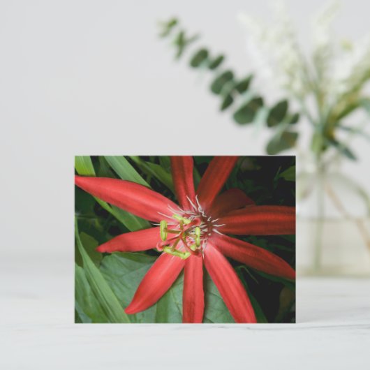 Red Passion Flower Briefkaart (Staand voorkant)