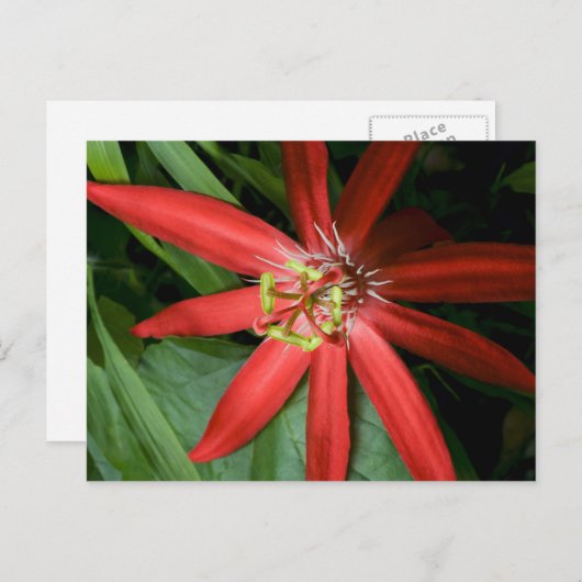 Red Passion Flower Briefkaart (Voorkant / Achterkant)
