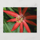 Red Passion Flower Briefkaart (Voorkant)