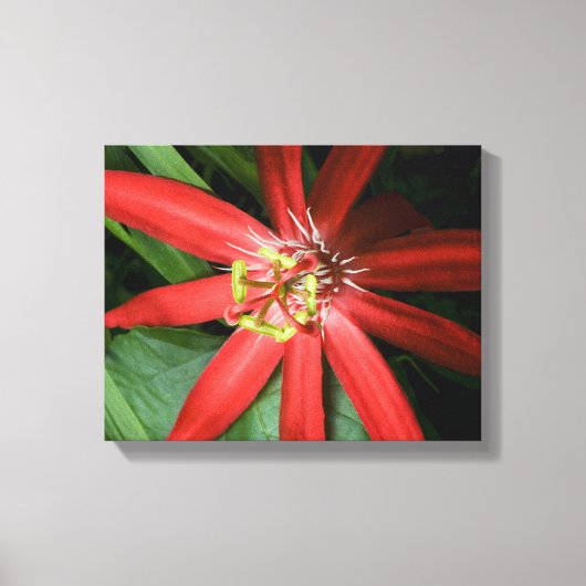 Red Passion Flower Canvas Afdruk (Voorkant)