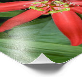 Red Passion Flower Foto Afdruk (Hoek)