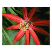 Red Passion Flower Foto Afdruk (Voorkant)