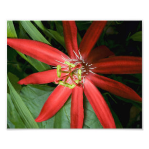 Red Passion Flower Foto Afdruk