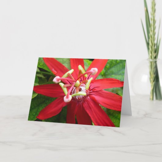 Red Passion Flower Kaart (Voorkant)