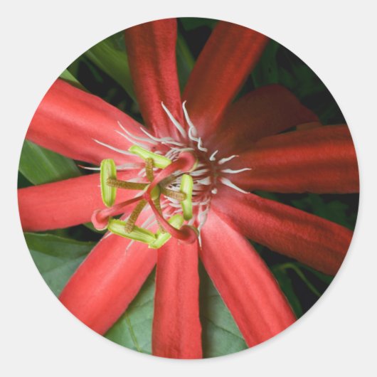 Red Passion Flower Ronde Sticker (Voorkant)