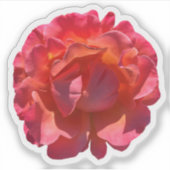 Red Peach Roos Blossom Sticker (Voorkant)