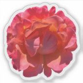 Red Peach Roos Blossom Sticker (Voorkant)