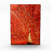 Red Peacock die zijn rode veren laat zien, Fotoblokken (Voorkant)