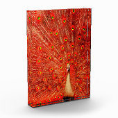 Red Peacock die zijn rode veren laat zien, Fotoblokken (Links)