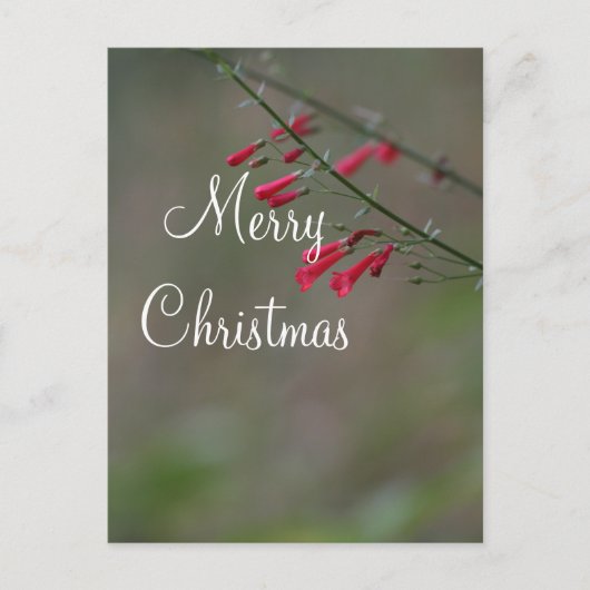 Red penstemon Merry Kerstmis Feestdagenkaart (Voorkant)