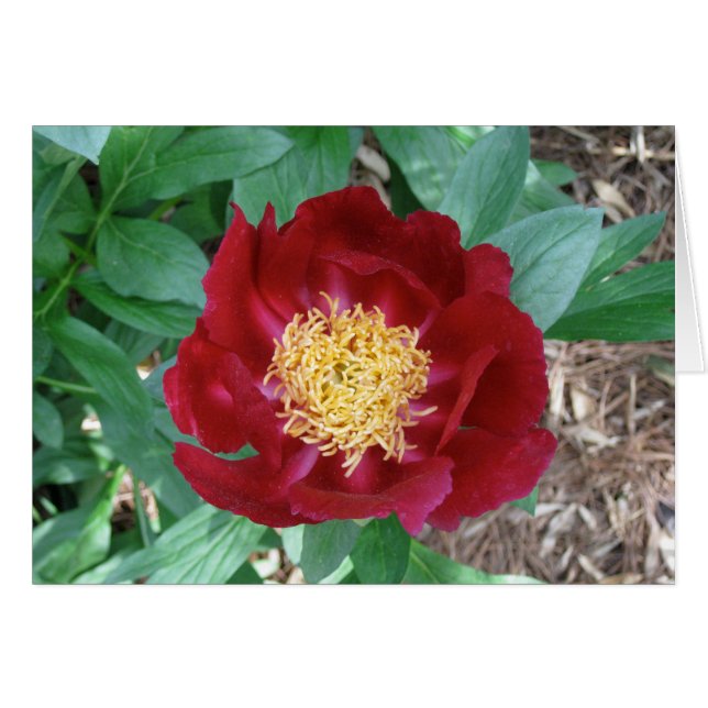 Red Peony (Voorkant Horizontaal)