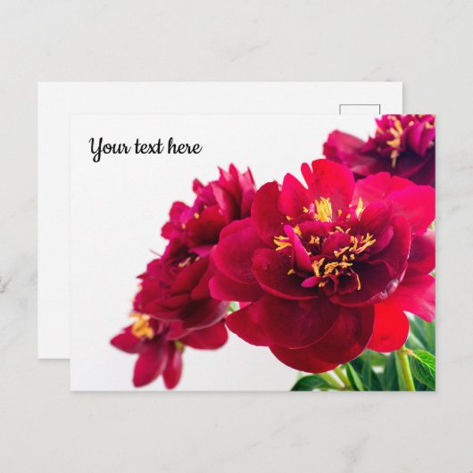 Red Peony Briefkaart (Voorkant / Achterkant)