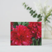 Red Peony Briefkaart Foto (Staand voorkant)
