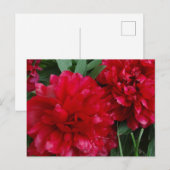Red Peony Briefkaart Foto (Voorkant / Achterkant)