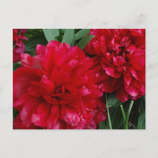 Red Peony Briefkaart Foto (Voorkant)