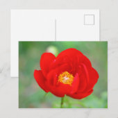 Red Peony Flower Briefkaart (Voorkant / Achterkant)